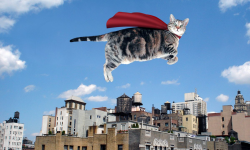 Flying Cat's