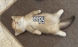 eepy kittens