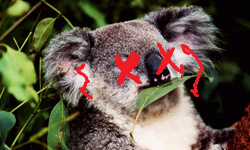 Let's Kill Koala's