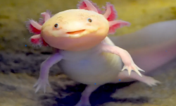 All-Chat Animal Sanctuary