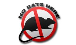 No Rats Here
