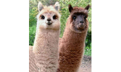 _Alpacas