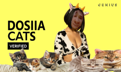 Dosiia Cats