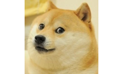 Doge much win