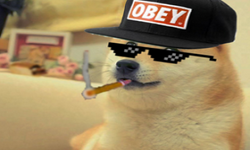 Obey The Doge!