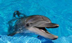 DolphinCriminalPower