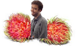 Harry's Rambutans