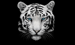 White Tigers