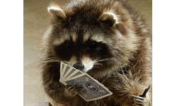 Raccoons Imperial Pokerfaces