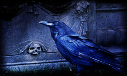 Night Ravens REBORN