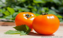 Oranjevaya Pomidorka
