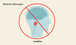 medulla oblongata not found