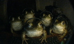 5Frogs