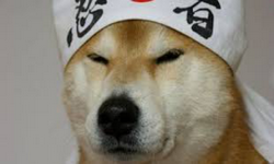 Japan Dog