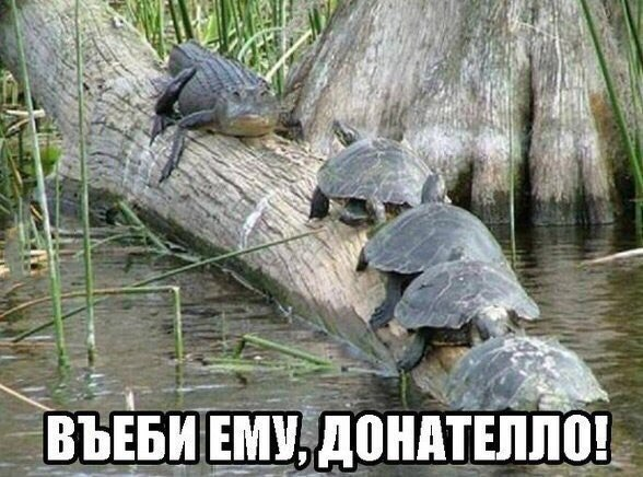 SpeeDyTurTle + 4