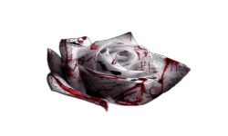 Blody Rose