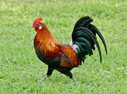 Prancing Roosters