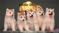 LittleDog