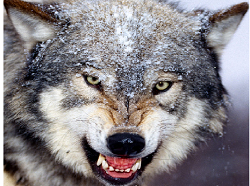 Brave Siberian Wolves