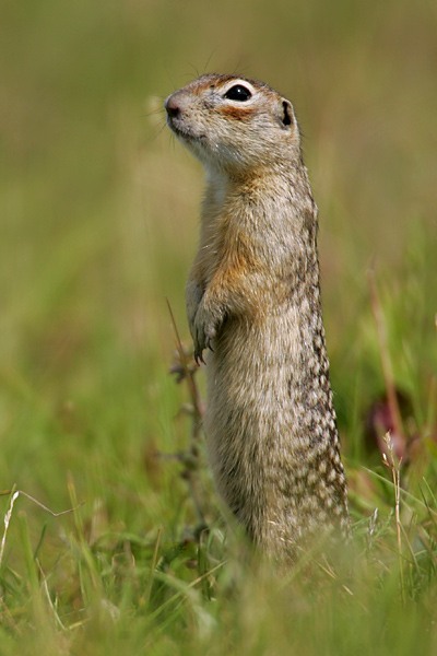 Mighty Gophers