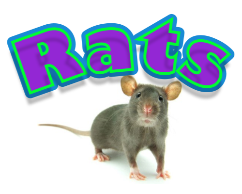 4Rats and Anatoly