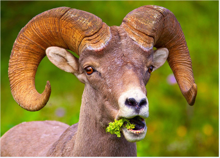 Georgian sheep