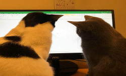 Team Silly Microsoft Cat