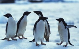 Global Ganking White Penguins