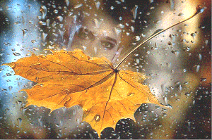 Automn Rain