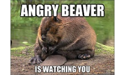Angry Balkan Beavers