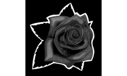 Black_Flower