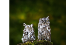 Alliance of owls