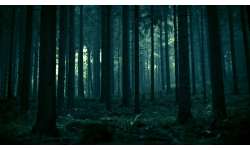 The Forest.