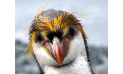 Royal Penguin