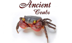 Ancient Crabs