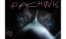 Pachintrux