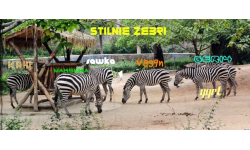 STIL'NIE ZEBRI