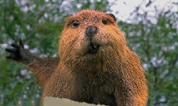 Beavers are kind