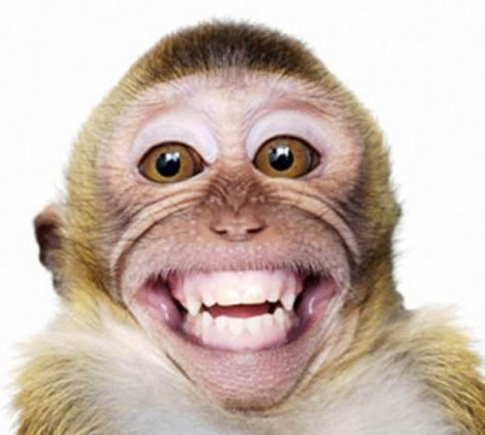 Реакция улыбающихся тварей. Улыбка обезьяны. Смешные обезьяны. Обезьяна улыбается. Испуганная обезьянка.