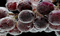 Wet Grapes 