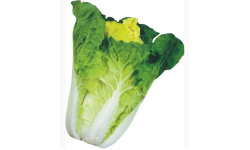 Chinese cabbage