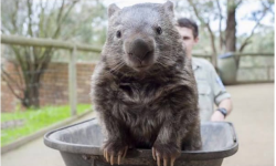Wombat-Gaming