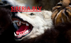 Siberia.Blv