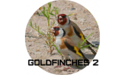 GoldFinch