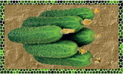 Ukrainian Cucumbers