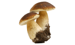 Big Funy mushrooms