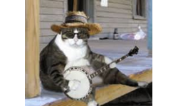 Banjo Cat