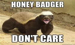 honeybadger don't give a shit