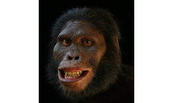 Australopithecus