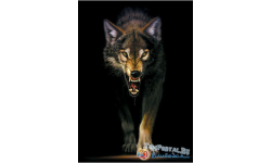 Evil Wolves_